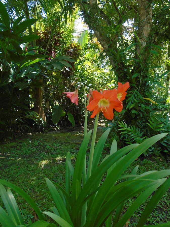 J And H Garden Cabinas ボカス・タウン エクステリア 写真